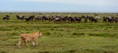 Safári Serengeti