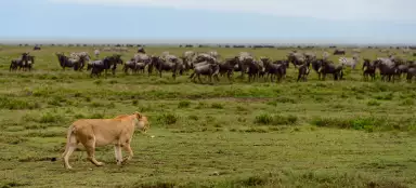 Safari Serengeti