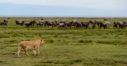 Сафари Серенгети