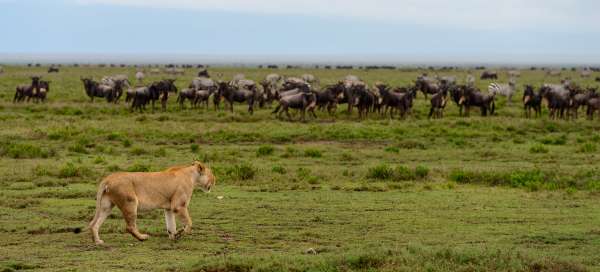 Safari Serengeti: Weather and season