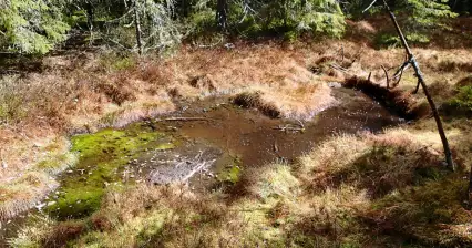 Smraďoch