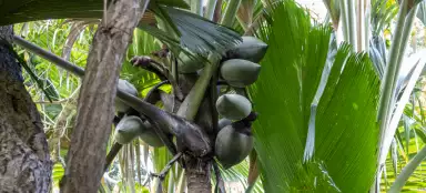 Vale do Mai