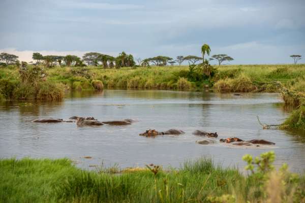 Un paradiso dell'ippopotamo