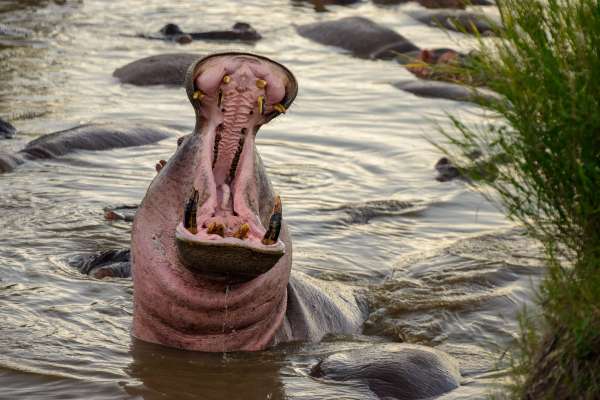 Mandíbulas de hipopótamo