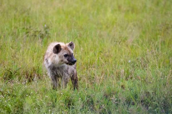 Mláďa hyeny