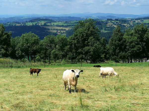 Vaches surplombant le Ještěd