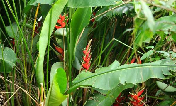 Flora nel lago Nkuruba