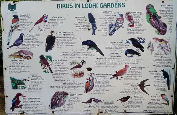 Vögel in Lodhi-Gärten