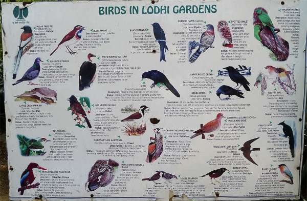 Oiseaux dans les jardins de Lodhi