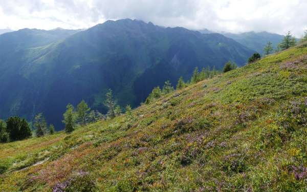 Encostas de montanhas florescentes