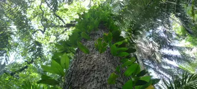 Parque Nacional Semuliki
