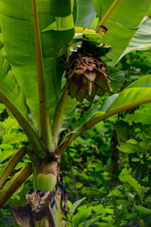 Bananenboom