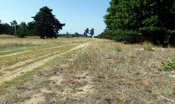 Des plantes capables de gérer ces conditions