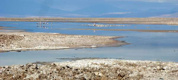 Laguna Chaxa: Weer en seizoen