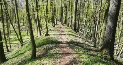 Češovské valy