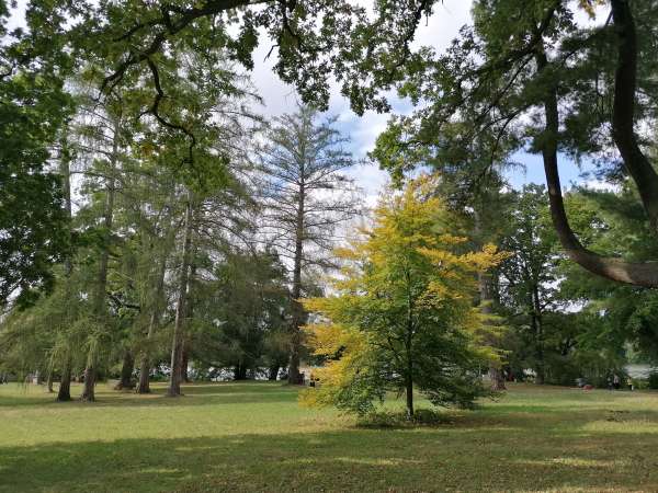 Arbres dans le parc du château