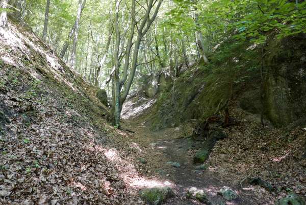 Discesa nel bosco