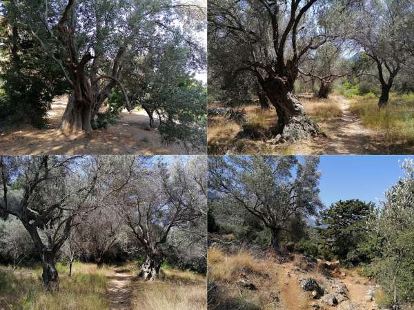 Road through olive groves