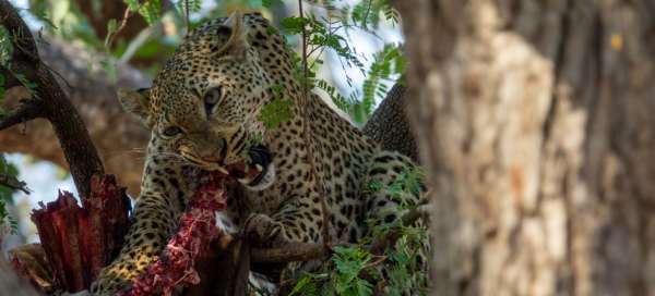 South Luangwa National Park: Weather and season