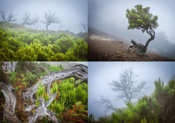 Dancing trees