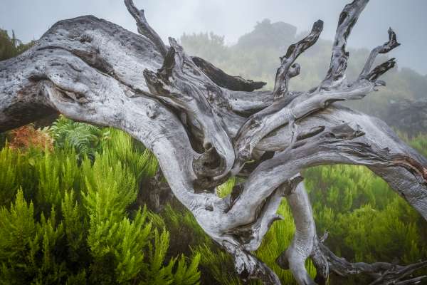 In the fog