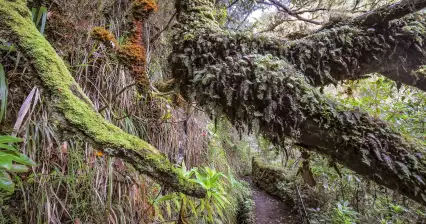 Levada Caldeirão Verde