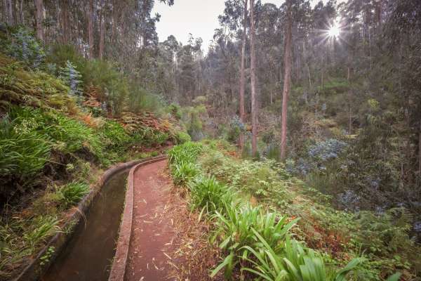 Levada Nova da Calheta