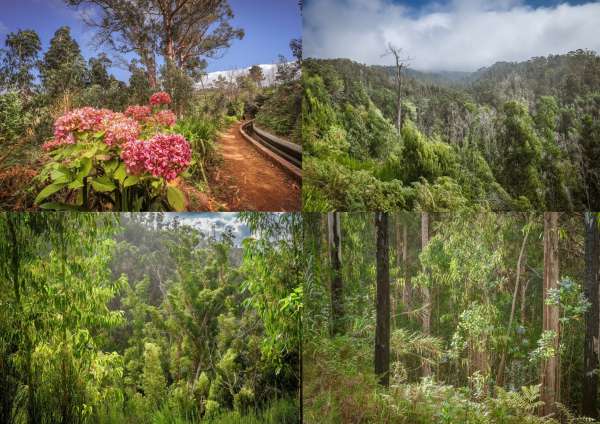 Eucalyptus forest