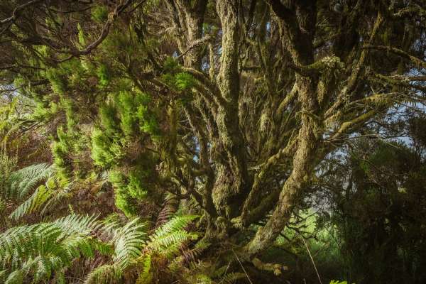 Bosque neblinoso