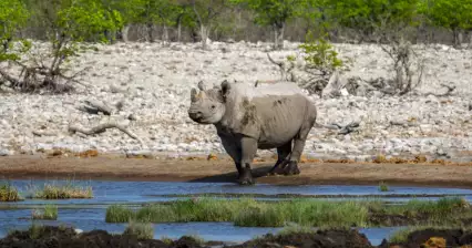 Etosha National Park