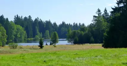 Kladske veenmoerassen