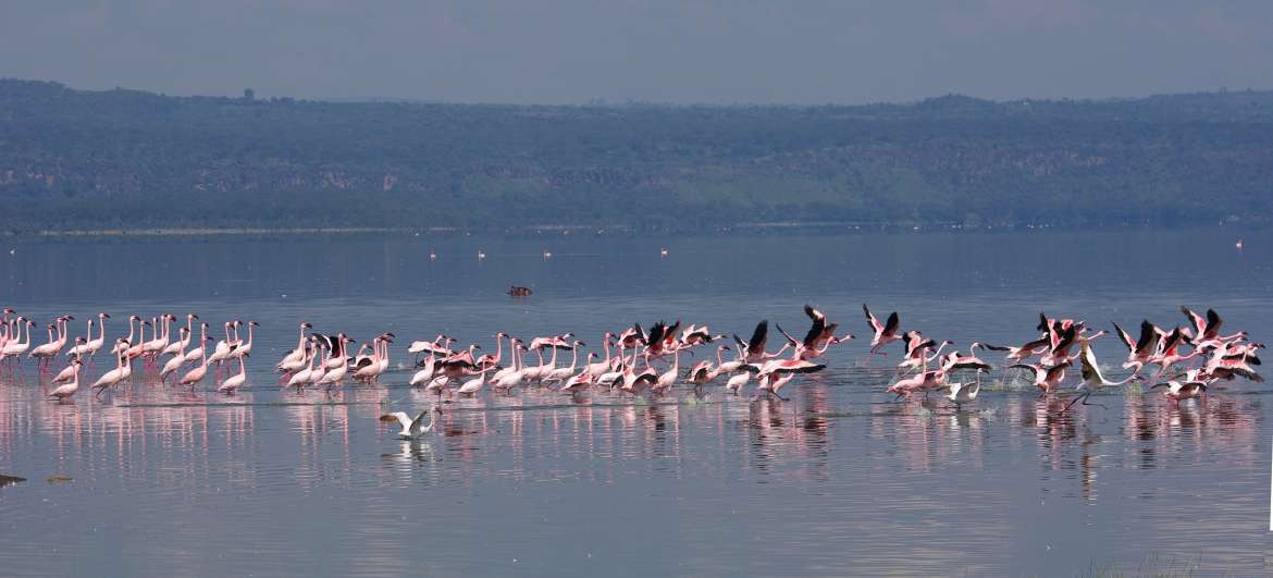 Místa Národní park jezero Nakuru