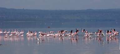 Národní park jezero Nakuru
