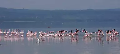Národní park jezero Nakuru