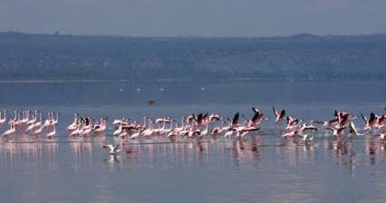 Národní park jezero Nakuru