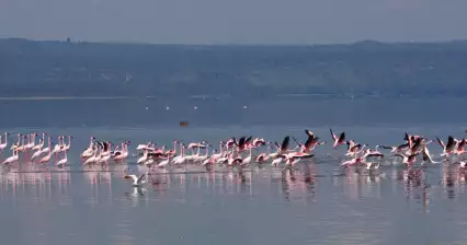 Národní park jezero Nakuru