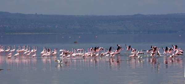 Nationaal park Lake Nakuru