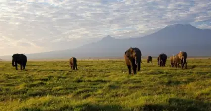 Národní park Tsavo West