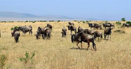 Nationaal reservaat Masai Mara