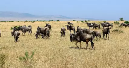 Národní rezervace Masai Mara
