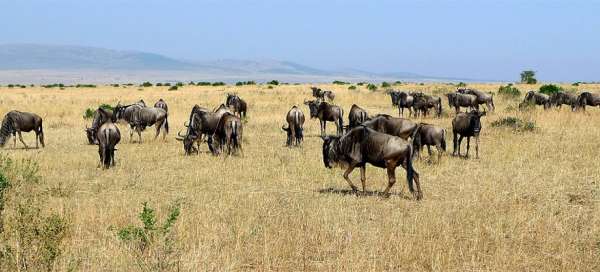 Masai Mara National Reserve: Weather and season