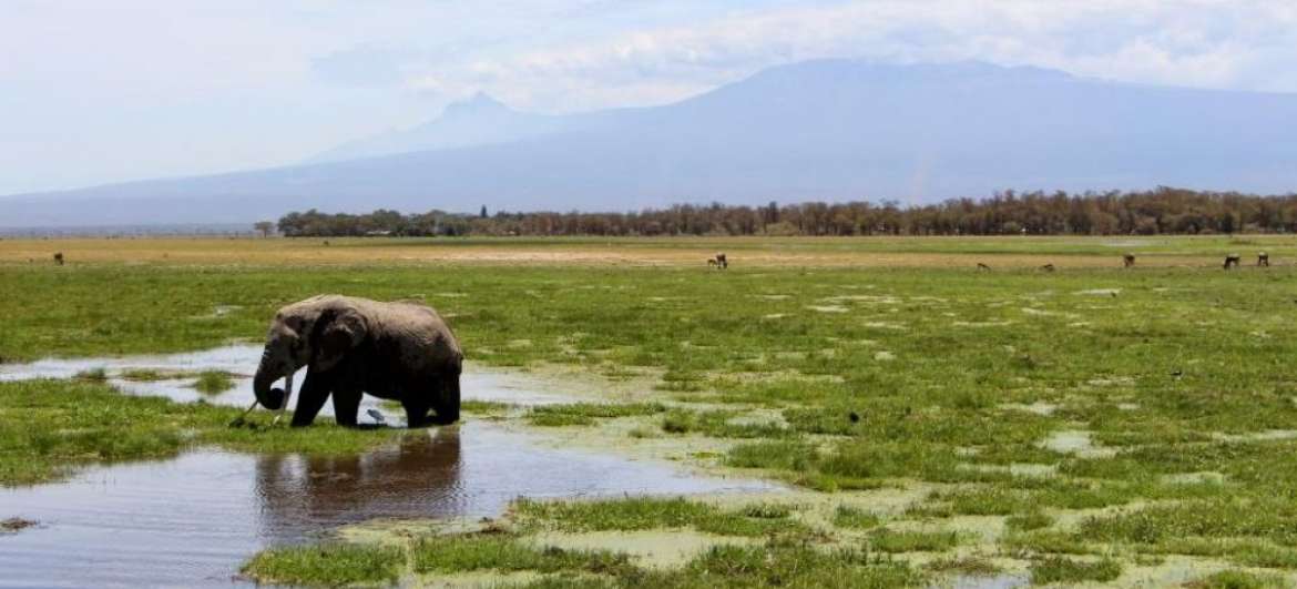 Články Národní park Amboseli