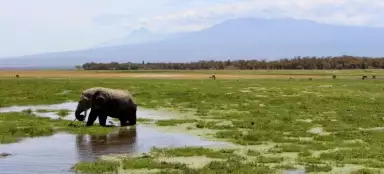 Národní park Amboseli