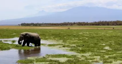 Národní park Amboseli