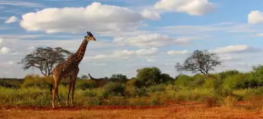 Giraffen