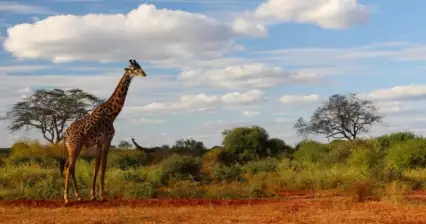 Národní park Tsavo East