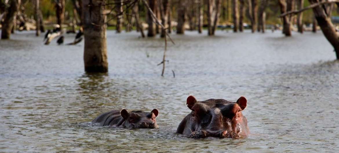 Des articles Lac Naivasha