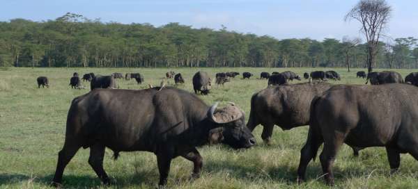 Los parques nacionales más bellos de Kenia