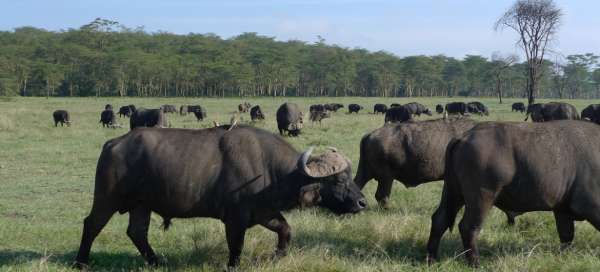 De mooiste nationale parken in Kenia: Accommodaties