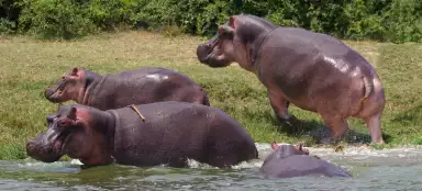 赤道アフリカで最も美しいサファリ